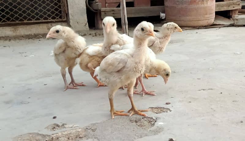 Heera Eggs/ Heera Chicks/ Heera ptha / Chicks/ Mianwali Chicks 7