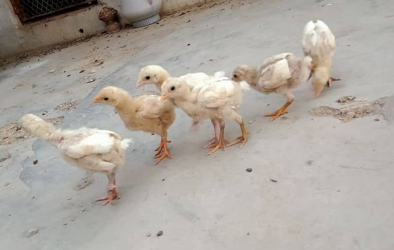 Heera Eggs/ Heera Chicks/ Heera ptha / Chicks/ Mianwali Chicks 8