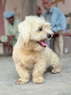 Shih tzu pair beautiful breed