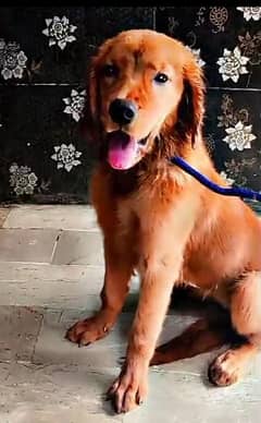 Golden retriever puppy's non pedigree available for sale