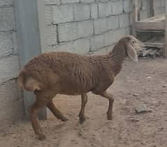 female brown Kabuli sheep only 4 months