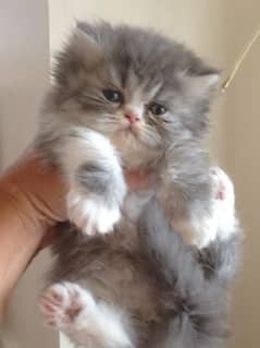 Persian Kittens For sell