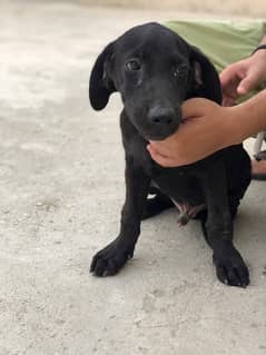 Labrador male and female for sell