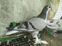 Silver Sherazi {sabz sherazi} Pigeon Pair