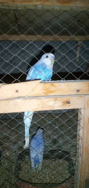 Australian parrot for sale 0