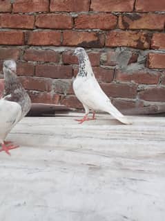 Sialkoti male or lakhi madi pigeon pair