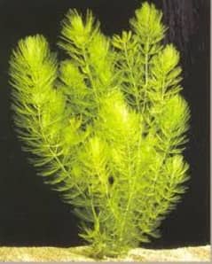 Hornwort plant Exchangable