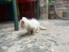 perisan triple coat female kitten (blue eyes)