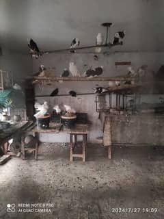 pigeons pairs for sale