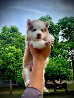 siberian husky puppies with breeder female available for sale