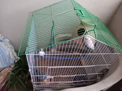 Finches pair with cage for sale