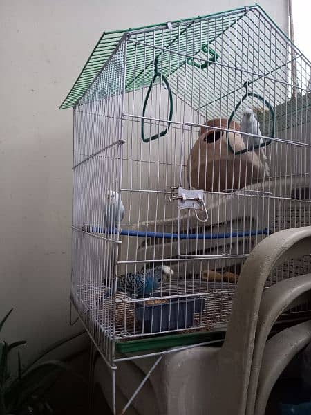 Budgies pair with cage for sale 1