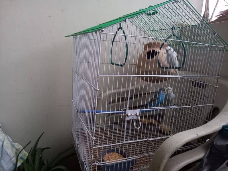 Budgies pair with cage for sale 3