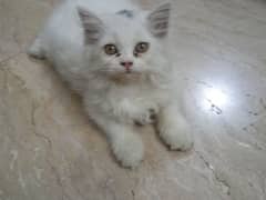 beautiful Persian kitten for sale