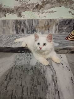Persian Cat / Kitten female