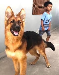 German shepard double coat