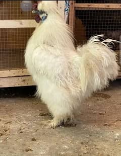 1 aseel Satya morga 1 silkie 1 White aseel