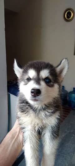 Siberian Husky Puppies. Husky Dog For sale.  Watsapp 03223732876