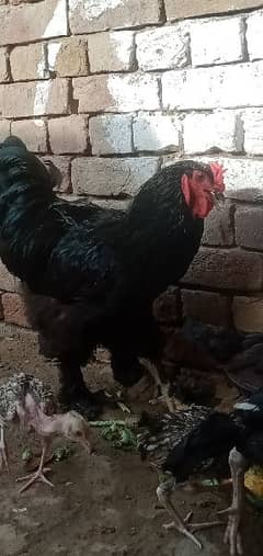 Black Brahma young male for sale
