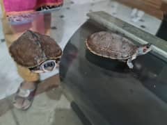 healthy red ear slider turtles pair