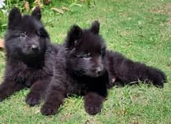 top quality black German Shepherd triple coat puppes avalable for sale
