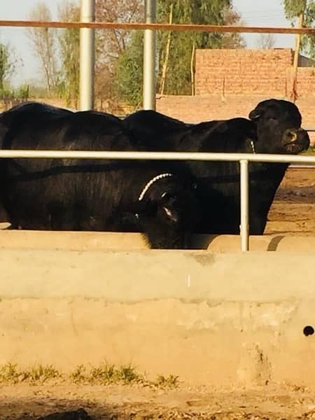 Australian and American pregnant heifers  cows and buffalos 0