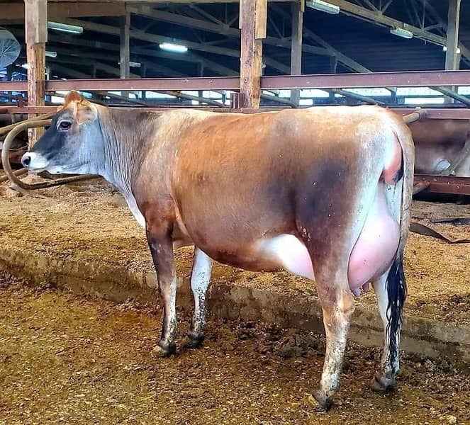 Australian and American pregnant heifers  cows and buffalos 1