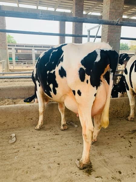 Australian and American pregnant heifers  cows and buffalos 2