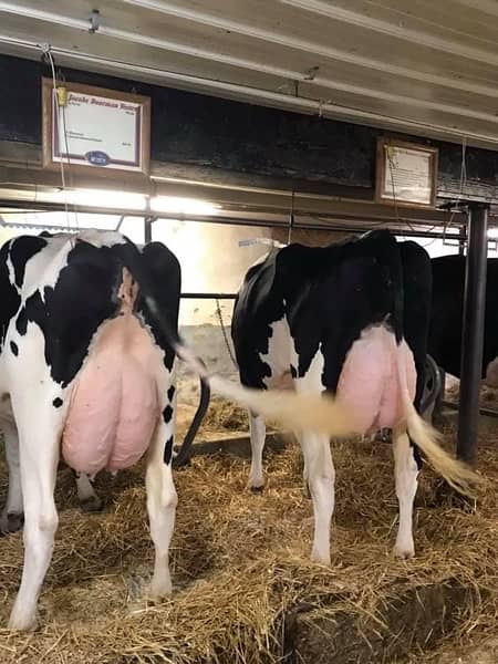 Australian and American pregnant heifers  cows and buffalos 3