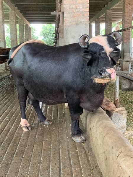 Australian and American pregnant heifers  cows and buffalos 5