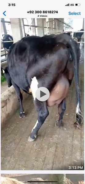 Australian and American pregnant heifers  cows and buffalos 6