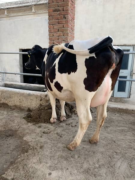 Australian and American pregnant heifers  cows and buffalos 7