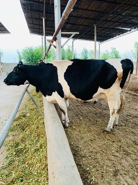 Australian and American pregnant heifers  cows and buffalos 8