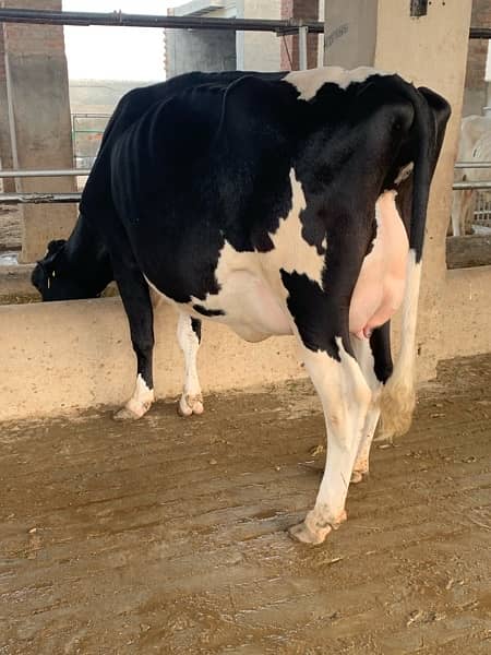 Australian and American pregnant heifers  cows and buffalos 9