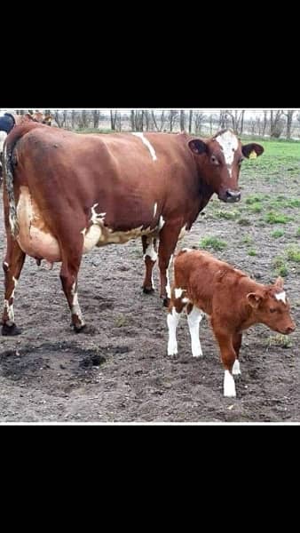 Australian and American pregnant heifers  cows and buffalos 10