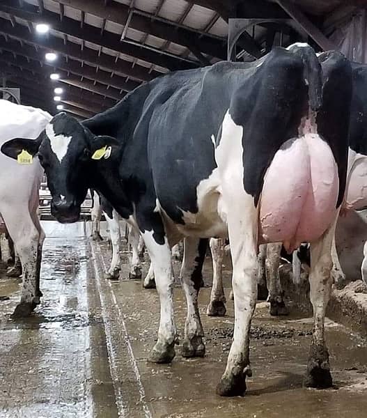 Australian and American pregnant heifers  cows and buffalos 11