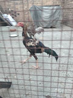 Home breed male and female hens for sale