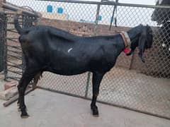 Betal gabhan Bakri for sale 03220000940