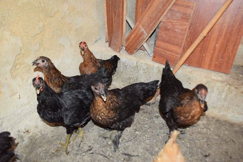 2 pairs Australorp cross golden buff 5 months old 2