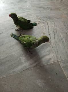 green parrot chick  bolany walay tootay k bachay