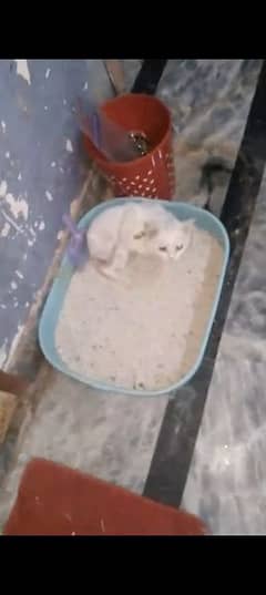 cats for sale