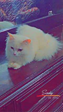 Doll face persian cat olx hotsell