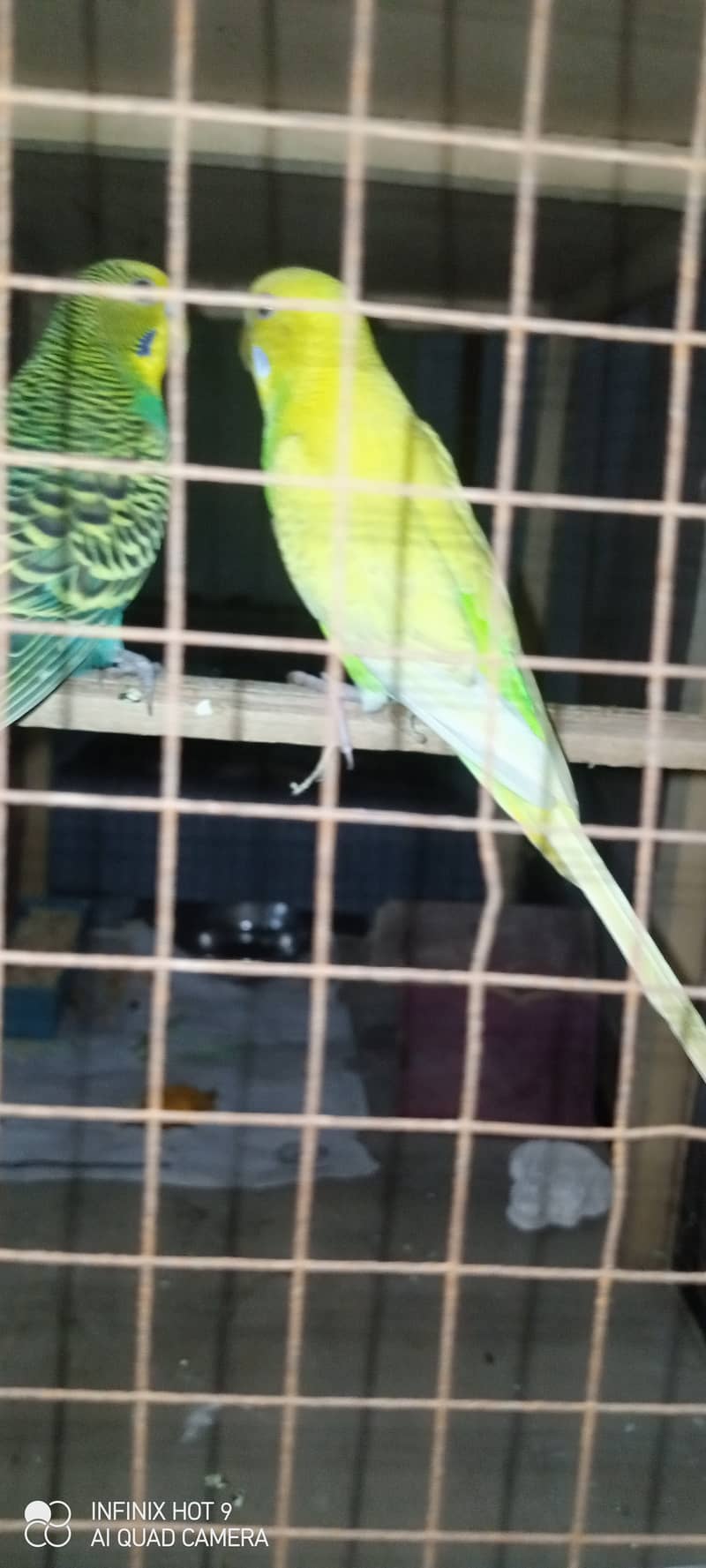 Budgie parrots available for sale. Buy Now. 2