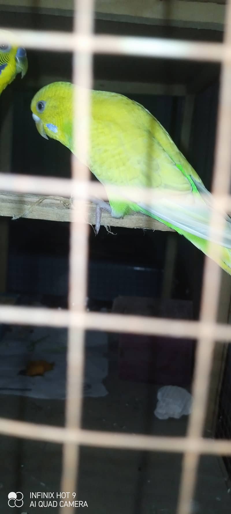 Budgie parrots available for sale. Buy Now. 3