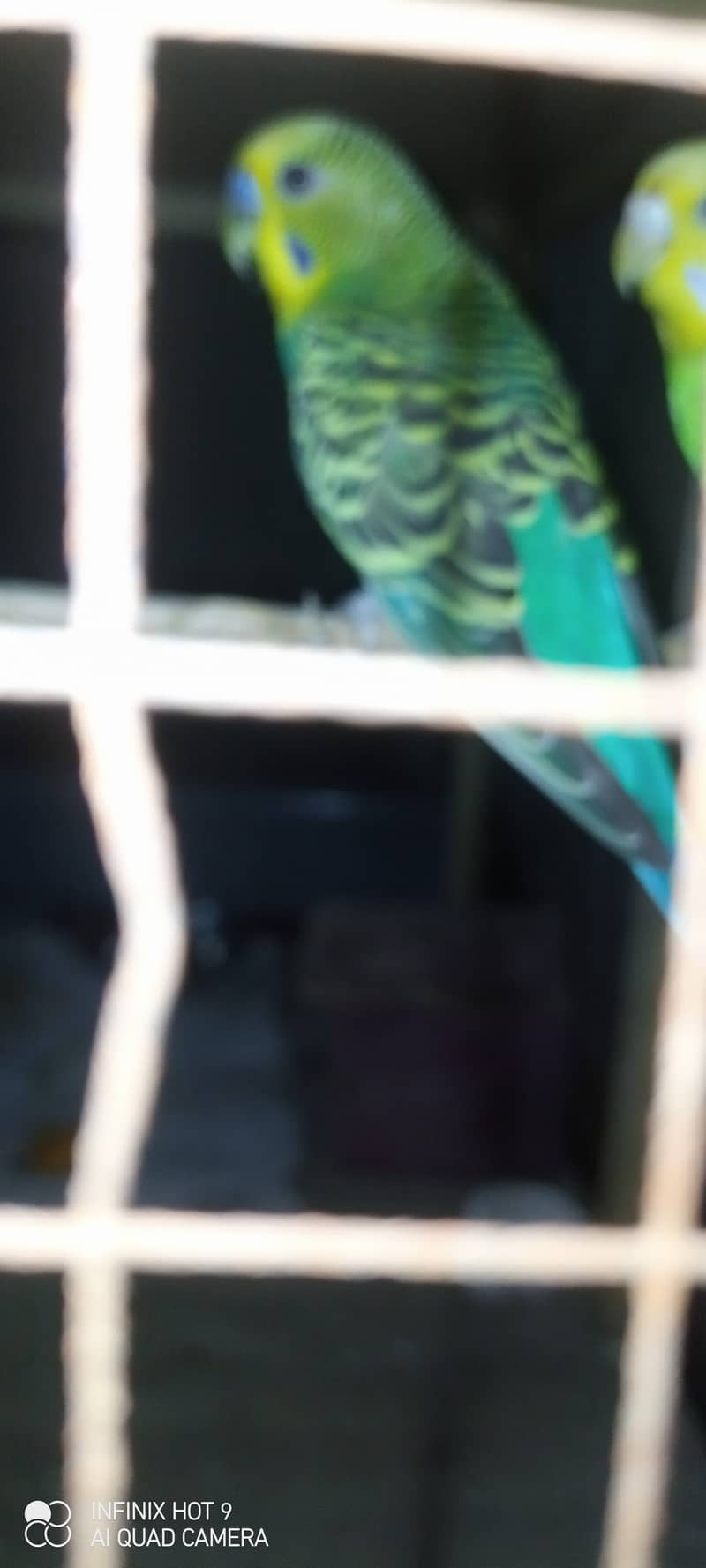 Budgie parrots available for sale. Buy Now. 4