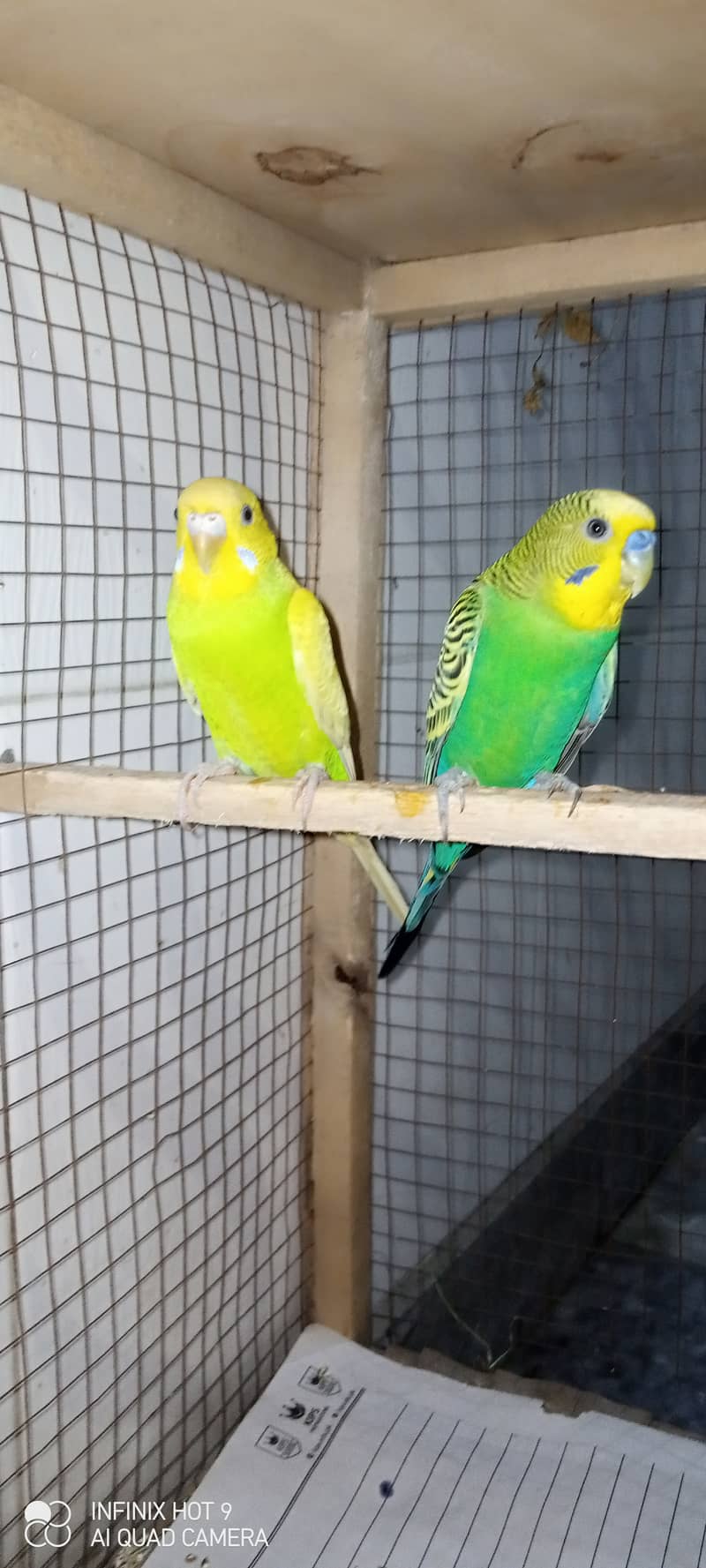 Budgie parrots available for sale. Buy Now. 5