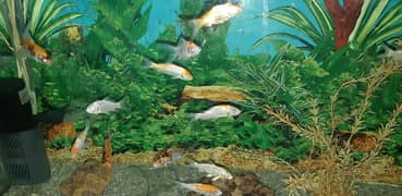 Fishes and 4 ft aquariums