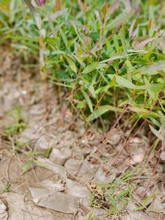 safida plants per plant 3 rupes