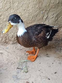 duck