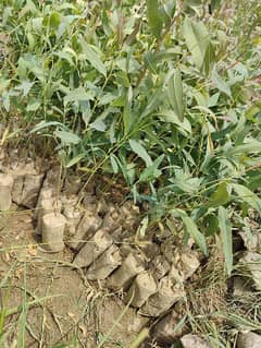 safaida plants per plant 3 rupes